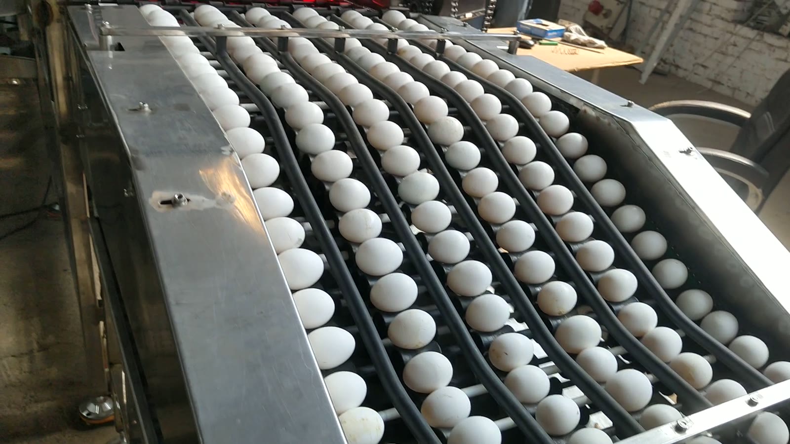 Six lanes of eggs on the HECV-6L-AI candling and grading machine